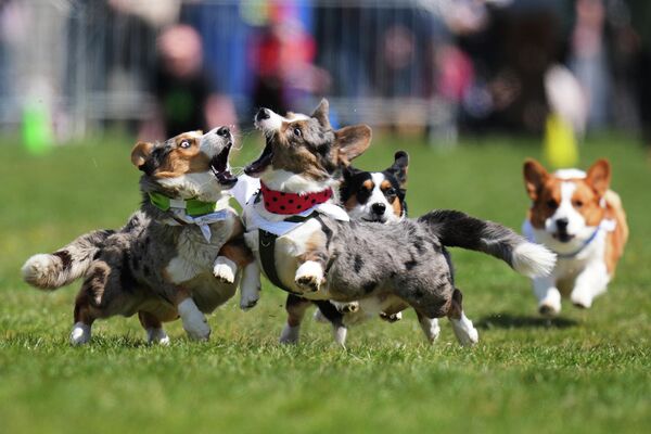 كلاب "كورجي" تتنافس خلال فعالية "سباق الكورجي التشيكي" في براغ، جمهورية التشيك، يوم السبت 25 أبريل 2026. - سبوتنيك عربي