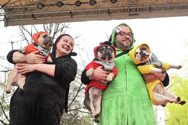 عرضٌ لكلاب البلدغ الفرنسية في أراضي عقار فورونتسوفو في موسكو. - سبوتنيك عربي