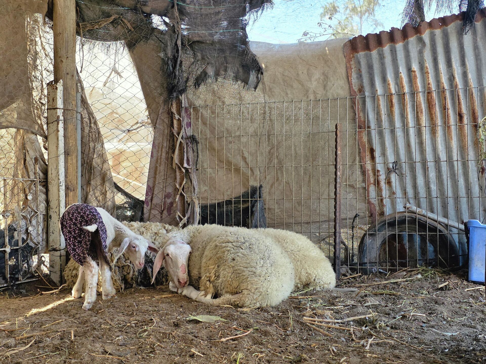 عيد الأضحى للعام الثالث في غزة بلا أضاحٍ - سبوتنيك عربي, 1920, 27.05.2026