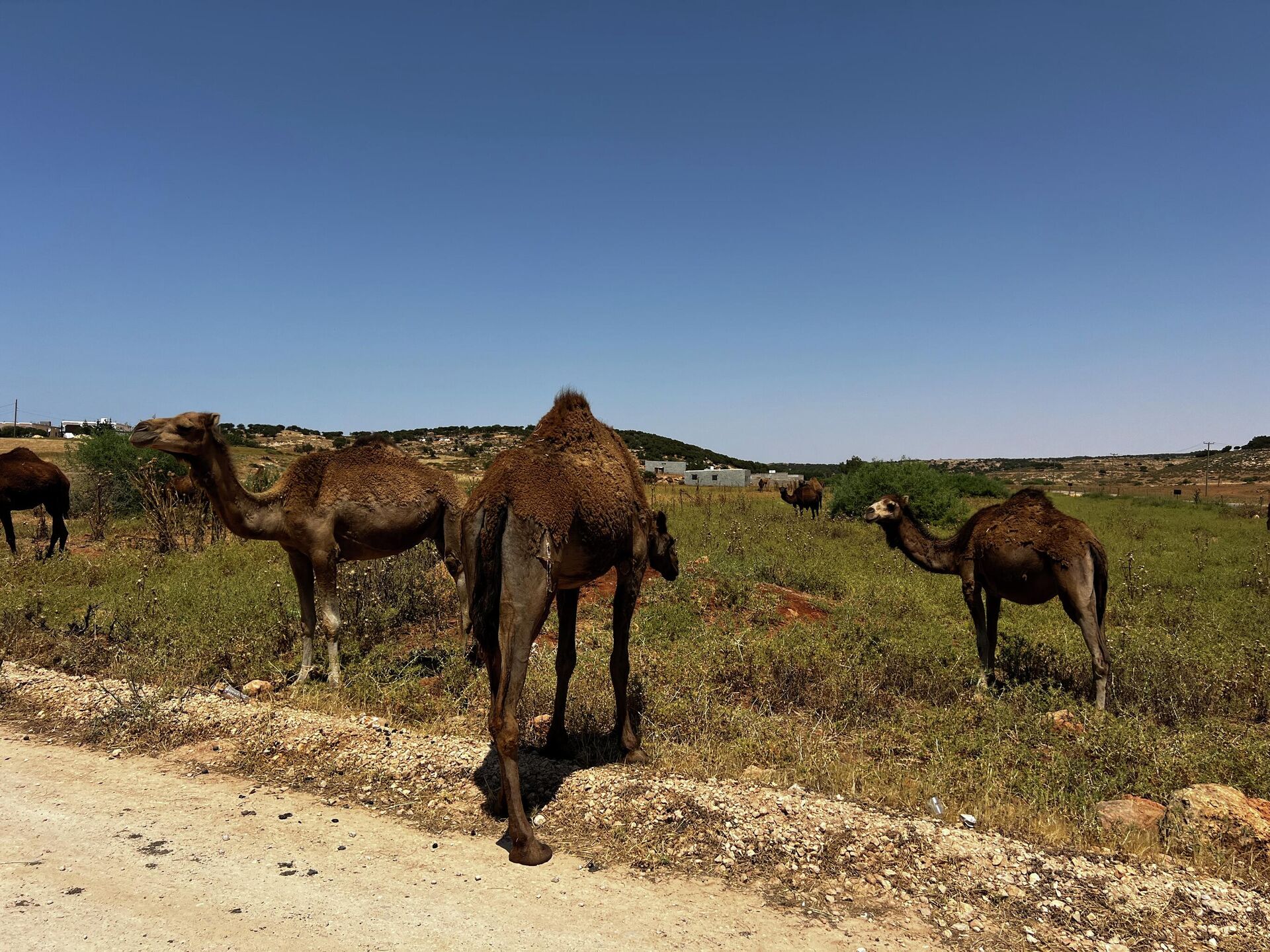 السلالات المحلية في ليبيا على حافة الاندثار.. ثروة وراثية يهددها الإهمال والتهجين
 - سبوتنيك عربي, 1920, 11.06.2026
