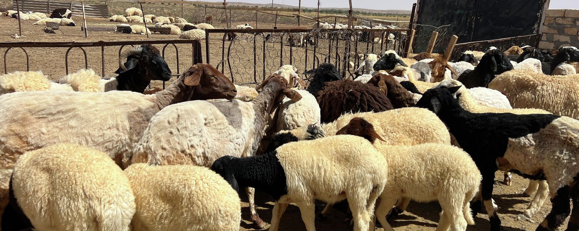 السلالات المحلية في ليبيا على حافة الاندثار.. ثروة وراثية يهددها الإهمال والتهجين
 - سبوتنيك عربي, 1920, 11.06.2026
