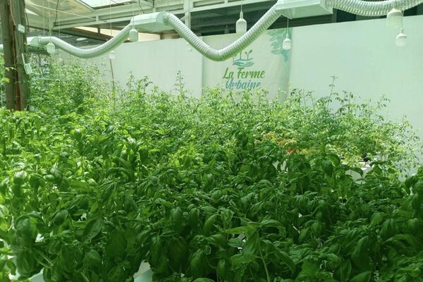 في مواجهة التغيرات المناخية... شاب تونسي يؤسس مشروعا مبتكرا للزراعة دون تربة - سبوتنيك عربي