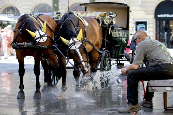 سائق عربة تجرها خيول فياكر يُخفف من حرارة خيوله في يوم صيفي حار في وسط مدينة فيينا، النمسا، السبت، 27 يونيو/حزيران 2026. - سبوتنيك عربي