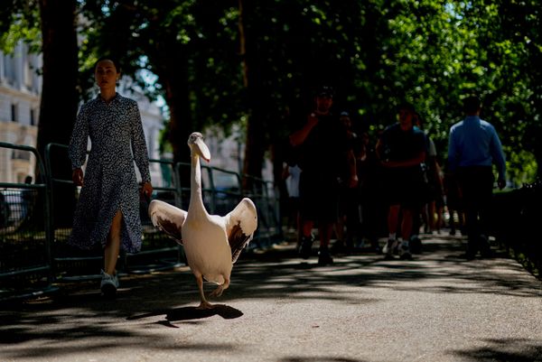 صورة تظهر تجول بجعة بكل حرية وثقة في حديقة سانت جيمس الشهيرة، متجولة بين الزوار، في مشهد يعكس التعايش بين الطبيعة والحياة الحضرية في إحدى أشهر حدائق العاصمة البريطانية. - سبوتنيك عربي
