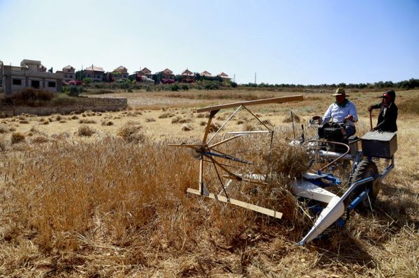 مزارعو جنوبي لبنان يحصدون القمح وسط مخلفات الحرب وغياب الدعم. - سبوتنيك عربي