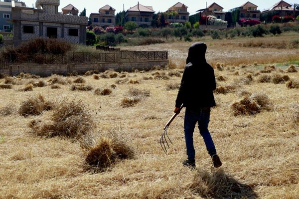 مزارعو جنوبي لبنان يحصدون القمح وسط مخلفات الحرب وغياب الدعم. - سبوتنيك عربي