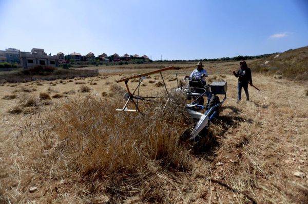 مزارعو جنوبي لبنان يحصدون القمح وسط مخلفات الحرب وغياب الدعم. - سبوتنيك عربي