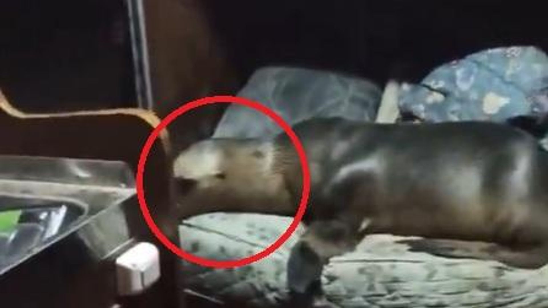 جرو ذئب بحر يستقر في يخت بكاليفورنيا جرو ذئب بحر يستقر في يخت بكاليفورنيا - سبوتنيك عربي, 1920, 03.08.2026