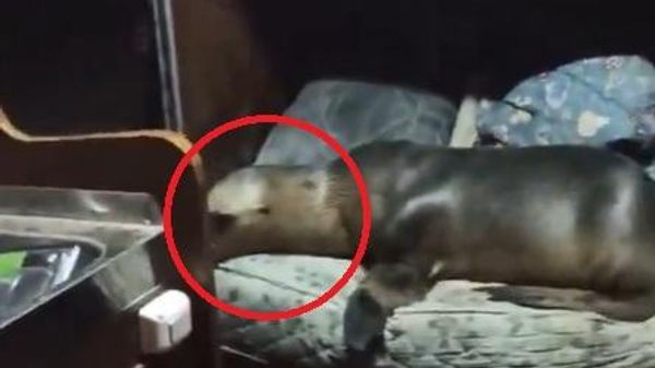 جرو ذئب بحر يستقر في يخت بكاليفورنيا - سبوتنيك عربي