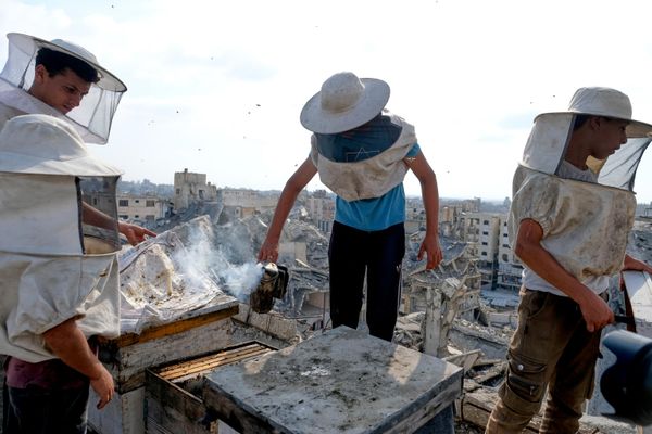 يقوم نحالون فلسطينيون نازحون بجني العسل من خلية النحل في مزرعة النحل العائلية "الضبّة" بمدينة غزة، يوم السبت 8 أغسطس/آب 2026. - سبوتنيك عربي