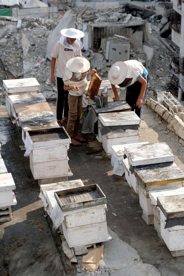 يقوم نحالون فلسطينيون نازحون بجني العسل من خلية النحل في مزرعة النحل العائلية "الضبّة" بمدينة غزة، يوم السبت 8 أغسطس/آب 2026. - سبوتنيك عربي