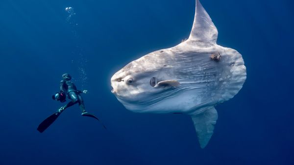 Снимок A giant oceanic sunfish фотографа Anita Verde, ставший финалистом в категории Human Connection: People & Ocean Planet Award конкурса Ocean Photographer of the Year 2026 - سبوتنيك عربي
