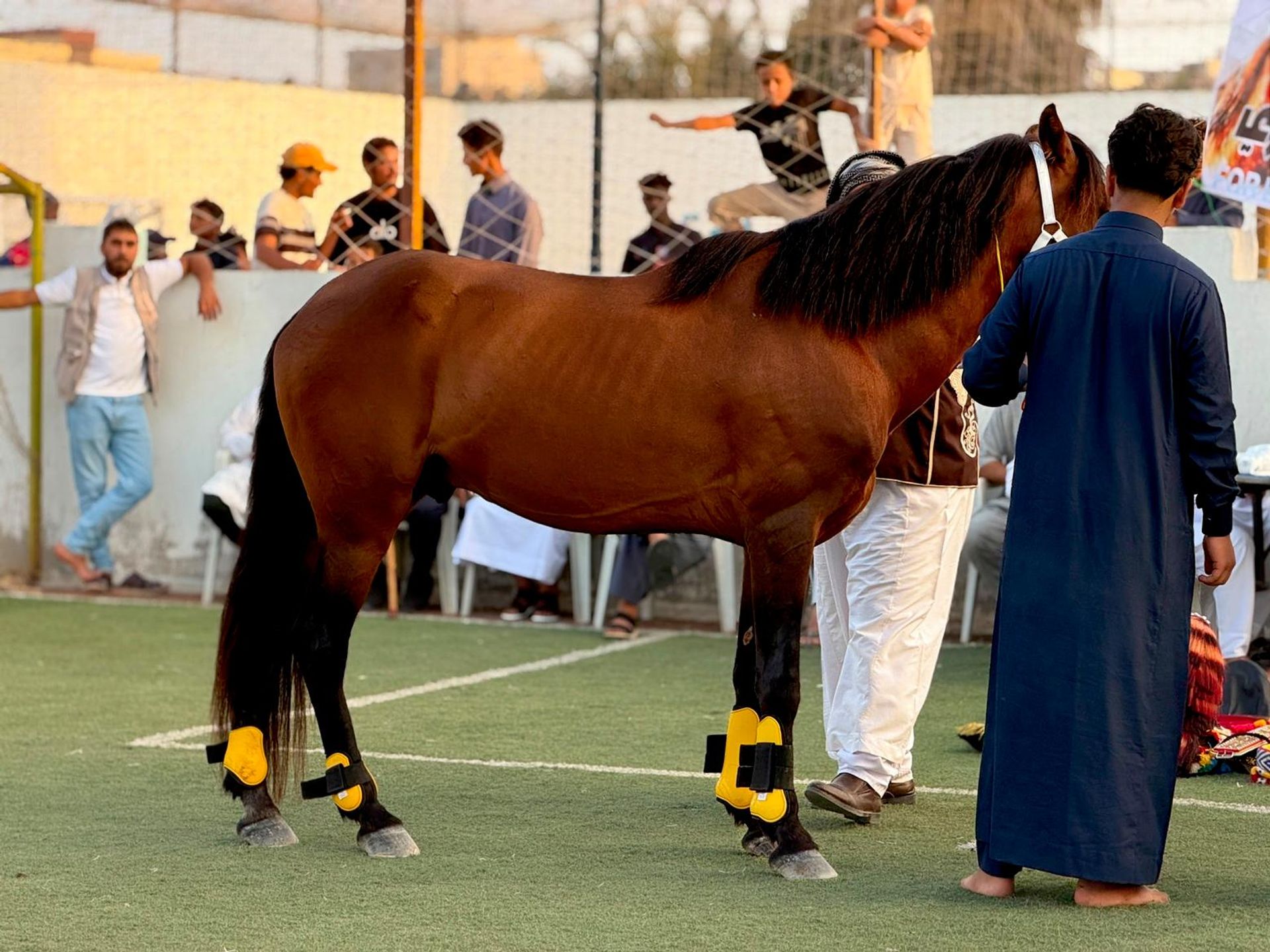 مسابقة لاختيار أجمل حصان بربري في منطقة البطنان شرقي ليبيا - سبوتنيك عربي, 1920, 15.08.2026
