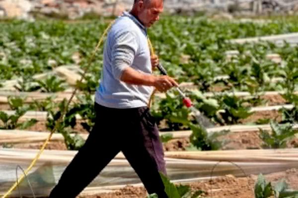 مبادرة تونسية لإعادة تشجير قطاع غزة وتعزيز أمنه الغذائي - سبوتنيك عربي