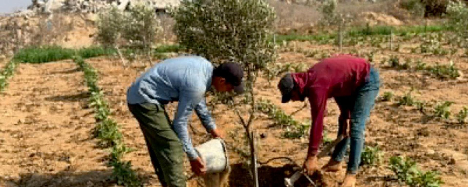 مبادرة تونسية لإعادة تشجير قطاع غزة وتعزيز أمنه الغذائي - سبوتنيك عربي, 1920, 17.08.2026