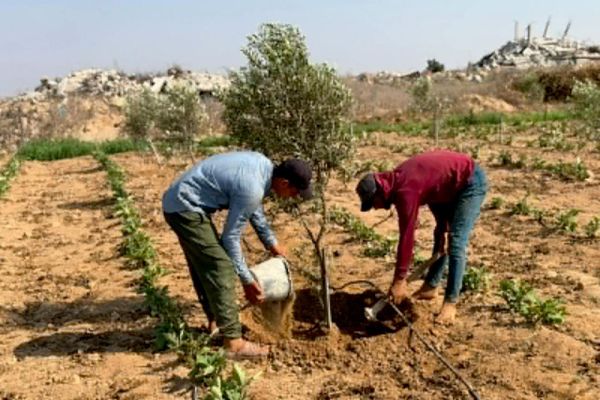 مبادرة تونسية لإعادة تشجير قطاع غزة وتعزيز أمنه الغذائي - سبوتنيك عربي