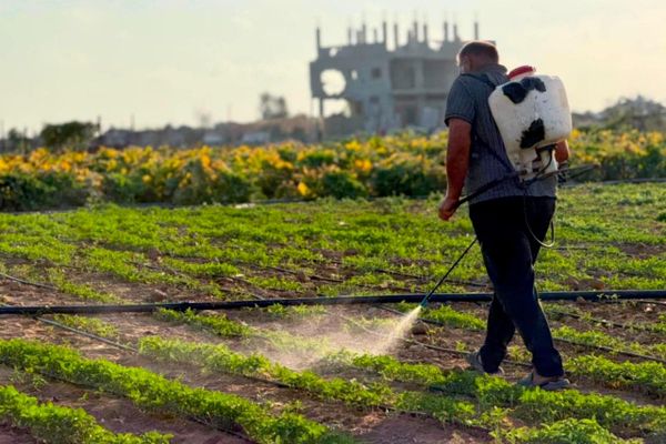 مبادرة تونسية لإعادة تشجير قطاع غزة وتعزيز أمنه الغذائي - سبوتنيك عربي
