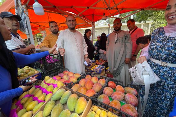 سبوتنيك في جولة بمهرجان المانجو المصري سبوتنيك في جولة بمهرجان المانجو المصري - سبوتنيك عربي