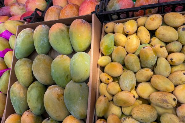 سبوتنيك في جولة بمهرجان المانجو المصري سبوتنيك في جولة بمهرجان المانجو المصري - سبوتنيك عربي