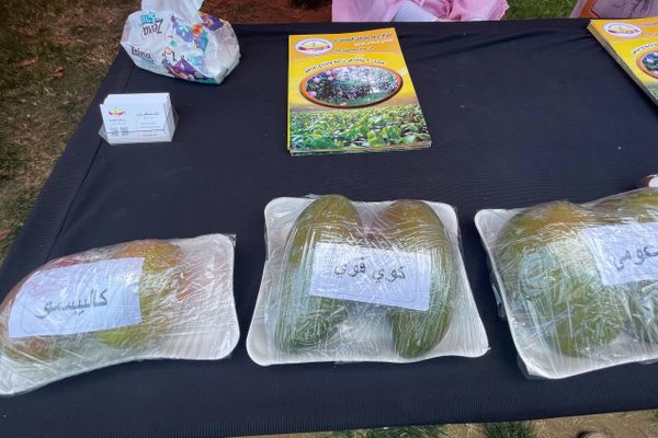 سبوتنيك في جولة بمهرجان المانجو المصري سبوتنيك في جولة بمهرجان المانجو المصري - سبوتنيك عربي