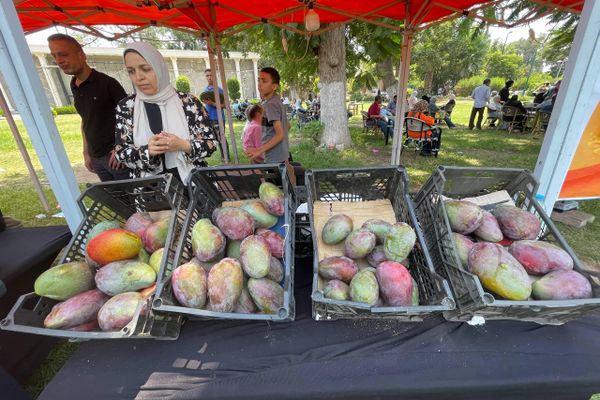 سبوتنيك في جولة بمهرجان المانجو المصري سبوتنيك في جولة بمهرجان المانجو المصري - سبوتنيك عربي