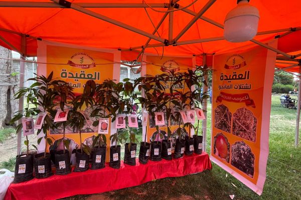 سبوتنيك في جولة بمهرجان المانجو المصري سبوتنيك في جولة بمهرجان المانجو المصري - سبوتنيك عربي