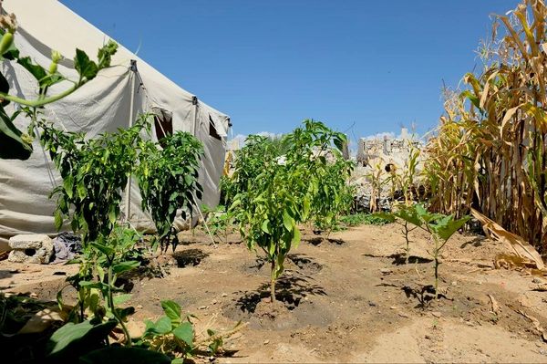 فلسطيني يحوّل ركام الحرب إلى بستان أشجار وورود تنبت مكان الأنقاض    - سبوتنيك عربي