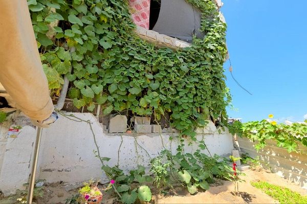 فلسطيني يحوّل ركام الحرب إلى بستان أشجار وورود تنبت مكان الأنقاض    - سبوتنيك عربي