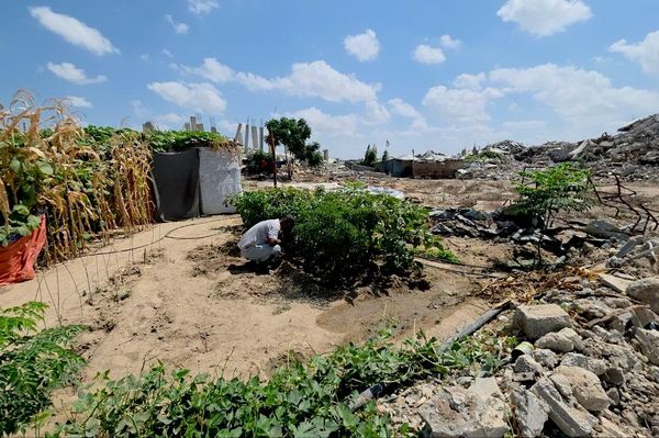 فلسطيني يحوّل ركام الحرب إلى بستان أشجار وورود تنبت مكان الأنقاض    - سبوتنيك عربي