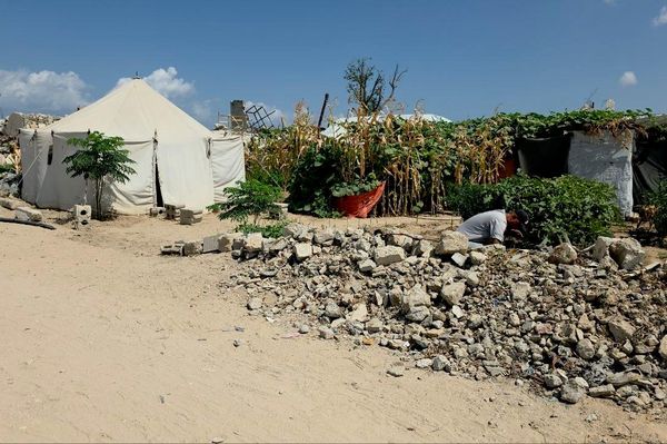 فلسطيني يحوّل ركام الحرب إلى بستان أشجار وورود تنبت مكان الأنقاض    - سبوتنيك عربي