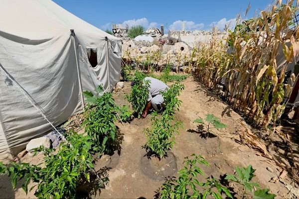 فلسطيني يحوّل ركام الحرب إلى بستان أشجار وورود تنبت مكان الأنقاض    - سبوتنيك عربي