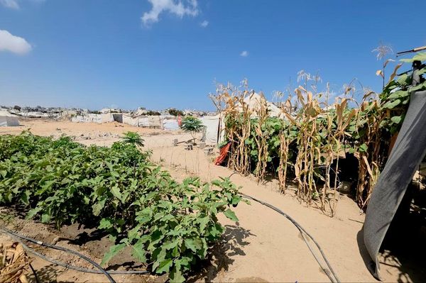 فلسطيني يحوّل ركام الحرب إلى بستان أشجار وورود تنبت مكان الأنقاض    - سبوتنيك عربي