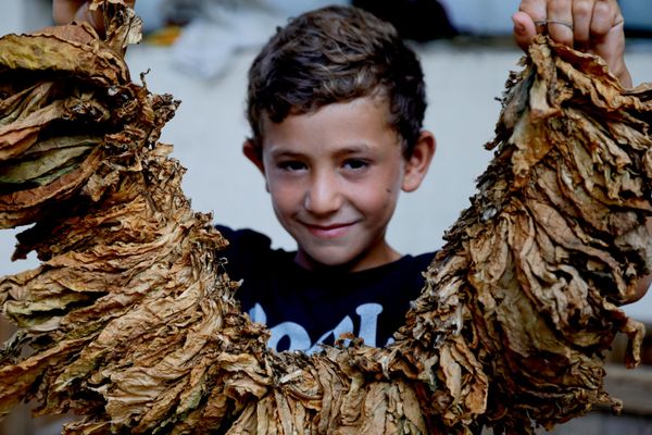 زراعة التبغ جنوبي لبنان  - سبوتنيك عربي