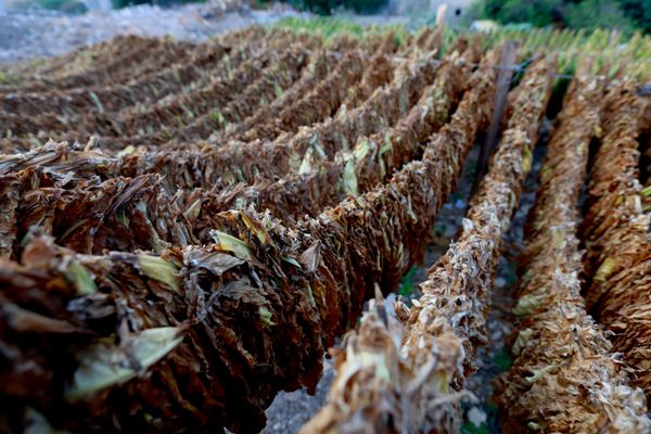 زراعة التبغ جنوبي لبنان  - سبوتنيك عربي