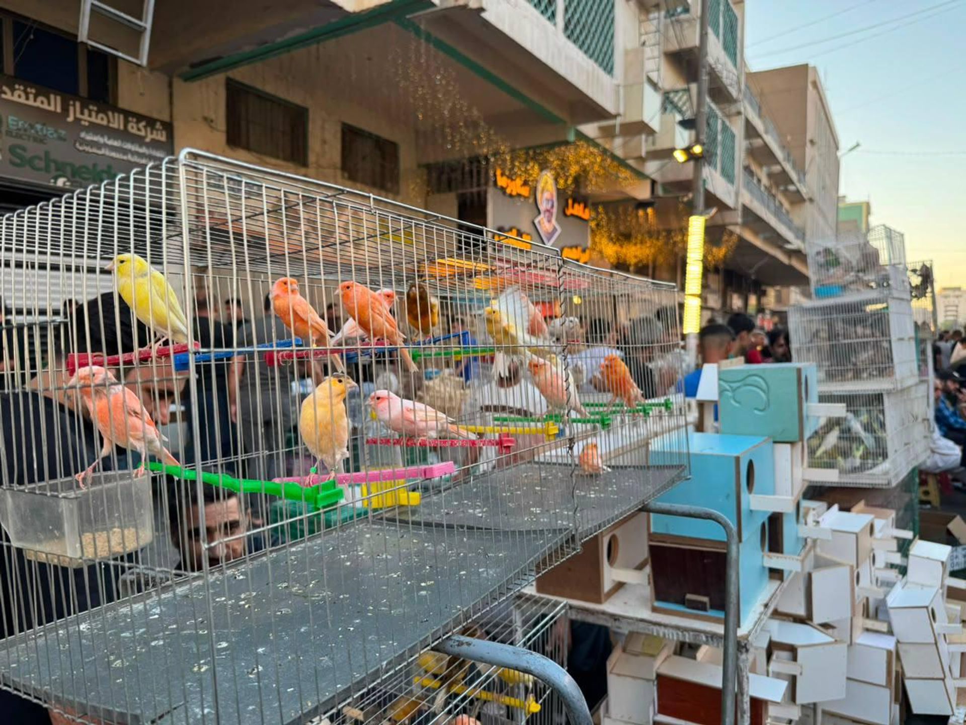 سوق الغزل في بغداد يستقطب العراقيين من مختلف المحافظات لاقتناء الحيوانات - سبوتنيك عربي, 1920, 21.08.2026