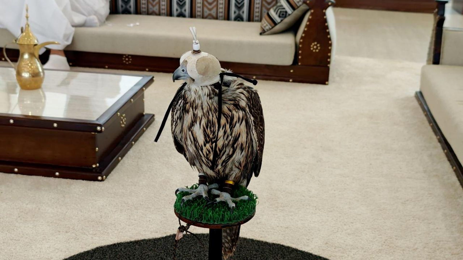 من الهواية إلى منصات التتويج.. رحلة الصقر في قلب التراث الإماراتي من الهواية إلى منصات التتويج.. رحلة الصقر في قلب التراث الإماراتي - سبوتنيك عربي, 1920, 27.08.2026