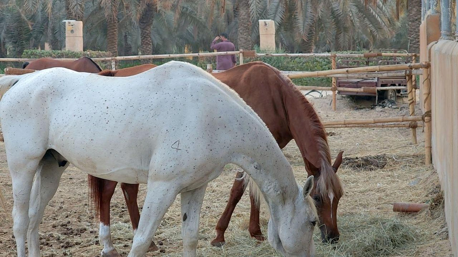 رياضة ركوب الخيل في دولة الإمارات العربية المتحدة رياضة ركوب الخيل في دولة الإمارات العربية المتحدة - سبوتنيك عربي, 1920, 30.08.2026