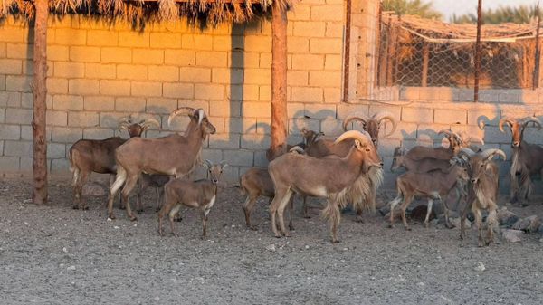 شاب ليبي لـ"سبوتنيك": نحاول حماية الحياة البرية في ليبيا بجهود ذاتية... صور