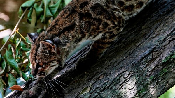 Маленькая пятнистая дикая кошка Leopardus tilcayo гуляет по заповеднику дикой природы, Боливия - سبوتنيك عربي