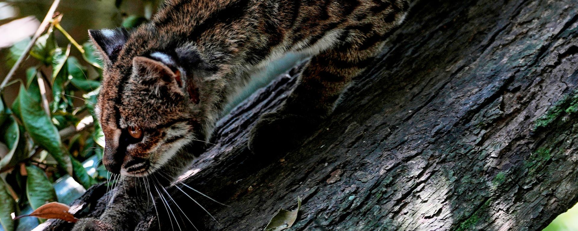 Маленькая пятнистая дикая кошка Leopardus tilcayo гуляет по заповеднику дикой природы, Боливия - سبوتنيك عربي, 1920, 21.09.2026
