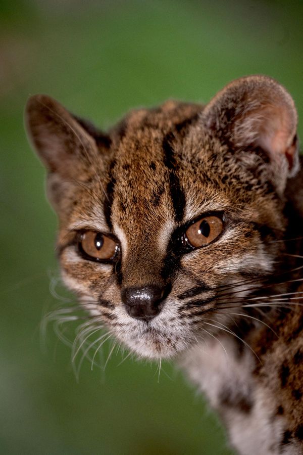 لقطة مقربة لقط من نوع "Leopardus tilcayo" - وهو الفرد الوحيد المعروف من هذا النوع المكتشف حديثاً والذي يعيش في الأسر لأغراض الحماية - وذلك في أعقاب أبحاث قادتها باولا نوغاليس أسكارونز. - سبوتنيك عربي