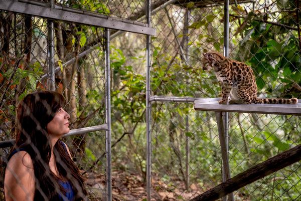 تراقب باولا نوغاليس أسكارونز، المستكشفة والباحثة، والتي قادت البحث الذي حدد نوع "Leopardus tilcayo" كنوع جديد، في محمية "سيندا فيردي" للحيوانات في منطقة يونغاس في بوليفيا. - سبوتنيك عربي