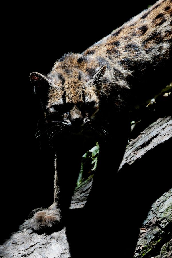 قط بري صغير مرقّط - حُدّد على أنه نوع جديد يحمل الاسم العلمي "Leopardus tilcayo" - يتجول داخل محمية "سيندا فيردي" للحياة البرية في منطقة يونغاس في بوليفيا، بالقرب من كورويكو. - سبوتنيك عربي