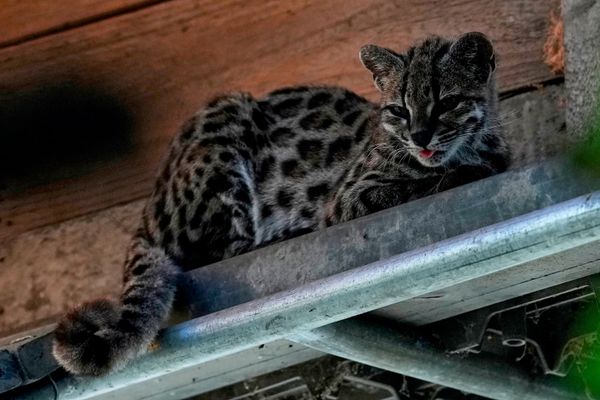 لقطة مقربة أخرى لقط من نوع "Leopardus tilcayo" وذلك في أعقاب أبحاث قادتها باولا نوغاليس أسكارونز. - سبوتنيك عربي