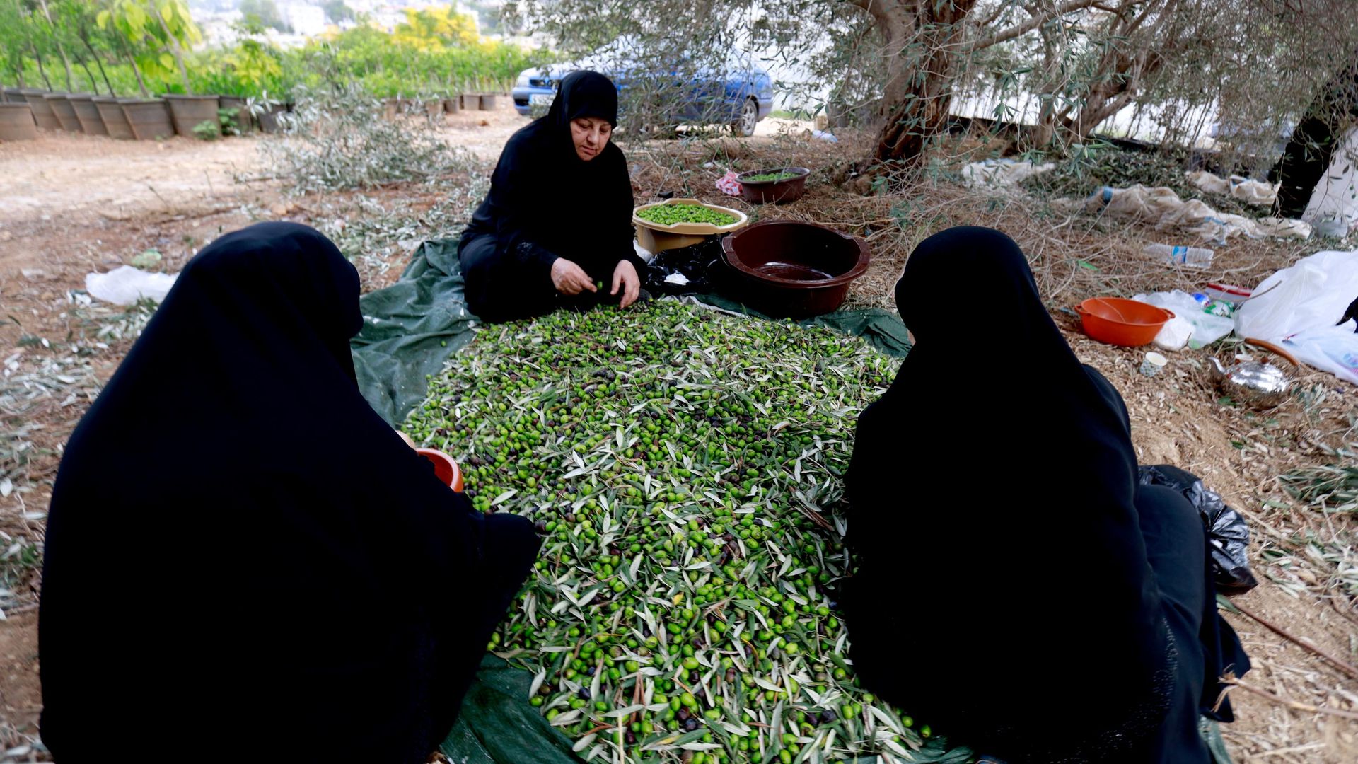 موسم قطاف الزيتون جنوبي لبنان... عودة إلى الحقول رغم آثار الحرب موسم قطاف الزيتون جنوبي لبنان... عودة إلى الحقول رغم آثار الحرب - سبوتنيك عربي, 1920, 14.10.2026