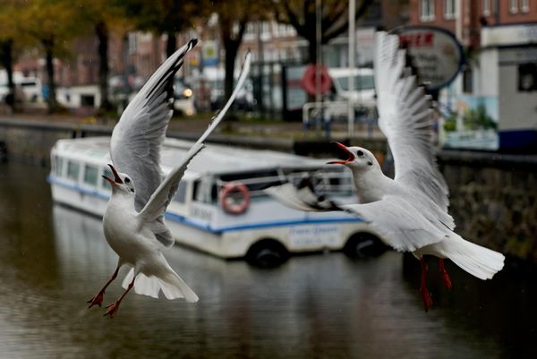 طيور النورس تحلق فوق نهر "ترافه" في مدينة لوبيك بألمانيا، في يوم خميس ممطر. - سبوتنيك عربي