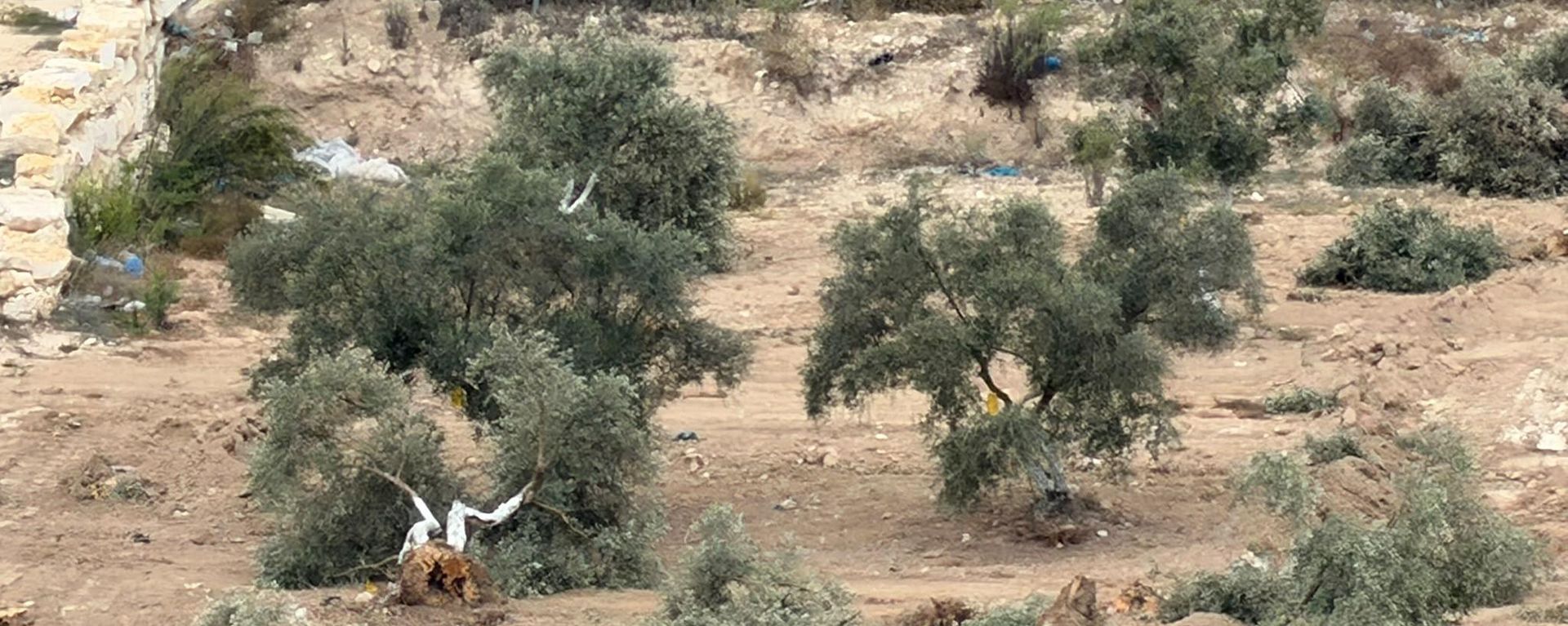 موسم الزيتون في الضفة الغربية تحت الرصاص... اقتلاع أشجار وسرقة محصول المزارعين - سبوتنيك عربي, 1920, 16.10.2026