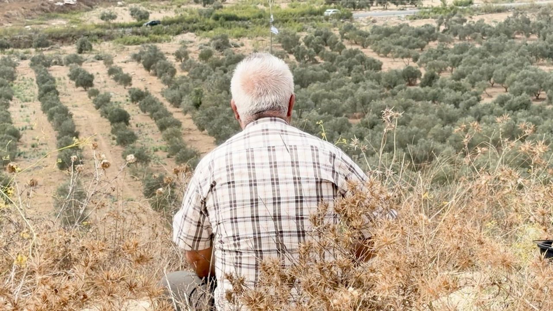 موسم الزيتون في الضفة الغربية تحت الرصاص... اقتلاع أشجار وسرقة محصول المزارعين - سبوتنيك عربي, 1920, 16.10.2026