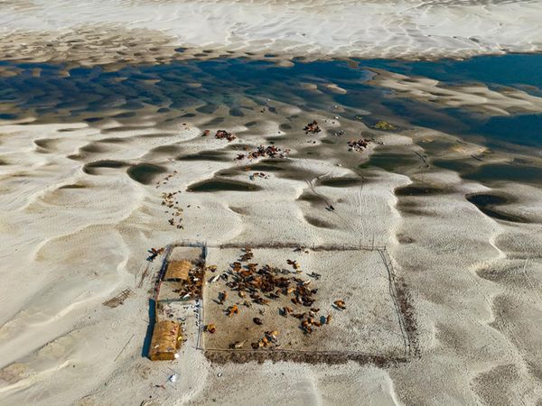 فاز المصور البنغلاديشي سليمان حسين بالمركز الاول في فئة "كوكبي- صور فردية"، عن عمله "الحياة على ضفة رملية"، والتي تظهر  تحول الضفة الرملية إلى مرعى بعد انحسار المياه. - سبوتنيك عربي