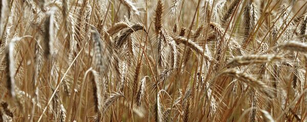 القمح - سبوتنيك عربي